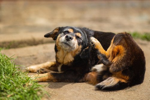 Decoding the Itch: 4 Common Reasons Your Dog is Scratching (And How to Help!)